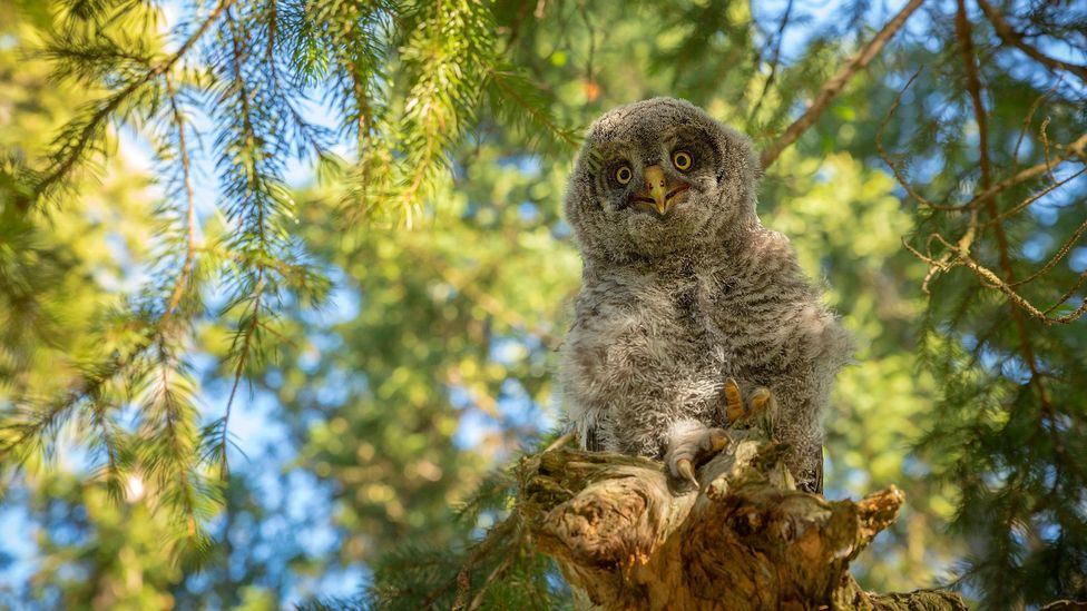 Great Grey Owls live among the trees at Grand Teton (Credit: Chase Dekker Wild-Life Images/Getty)