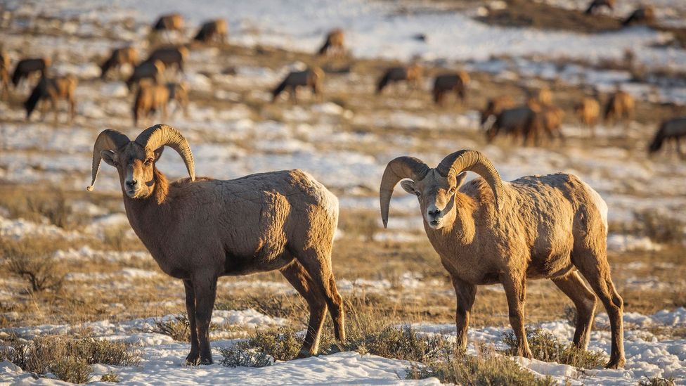 Bighorn Sheep Rams can be found at Grand Teton (Credit: Chase Dekker Wild-Life Images/Getty) Bighorn Sheep Rams can be found at Grand Teton (Credit: Chase Dekker Wild-Life Images/Getty)