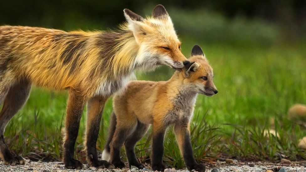 A Red Fox Vixen looks after her kit (Credit: Chase Dekker Wild-Life Images/Getty)