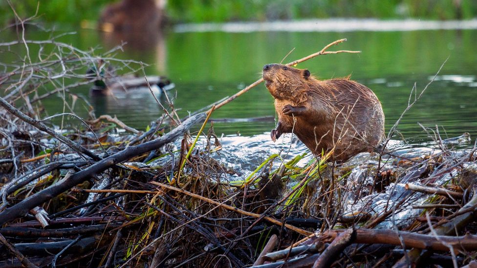 Beavers create dams along Lake Creek (Credit: Chase Dekker Wild-Life Images/Getty)