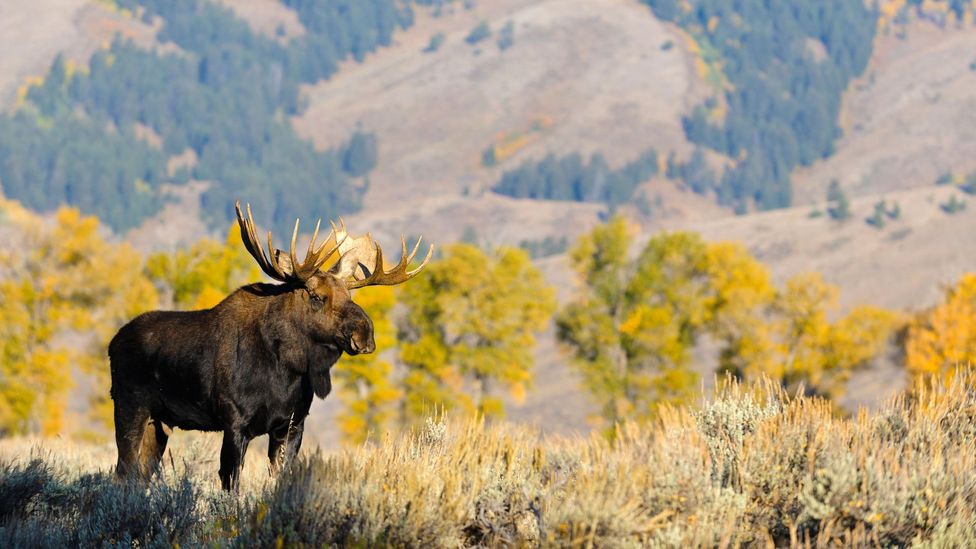 Tourists may spot a Bull Moose during their trip to Grand Teton (Credit: Andrew Kandel/Alamy)