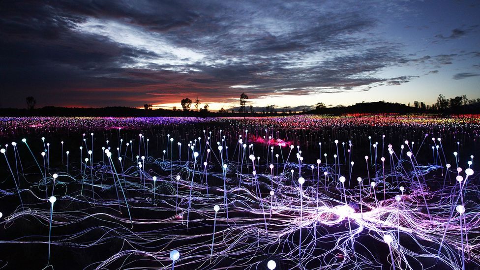 A field of light blooms in Australian Outback - Travel