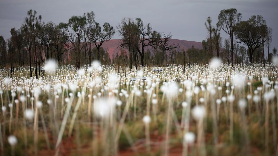 Field of Light was a project twelve years in the making (Credit: Mark Pickthall) Field of Light was a project twelve years in the making (Credit: Mark Pickthall)