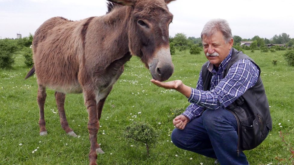 Vukadinović feeds one of his donkeys (Credit: Kristin Vuković)