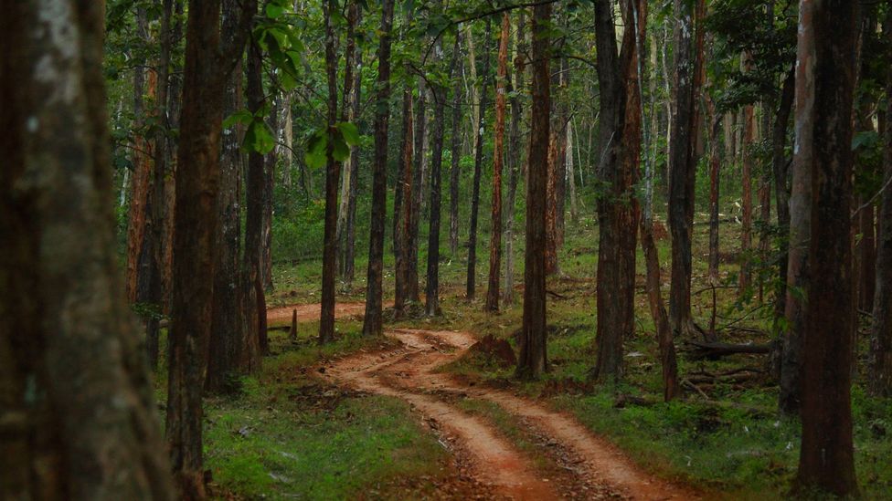 When slavery was abolished, Siddis fled into the dense forests of Karnataka (Credit: Neelima Vallangi) When slavery was abolished, Siddis fled into the dense forests of Karnataka (Credit: Neelima Vallangi)
