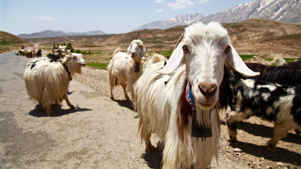 Goat herders Goat herders