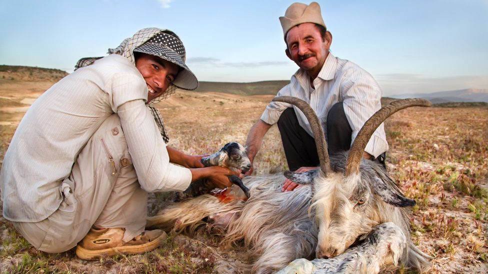 Man and animal Man and animal
