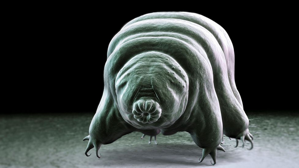 A water Bear (Tardigarde) crawls over a surface (Credit: The Science Picture Company/Alamy)