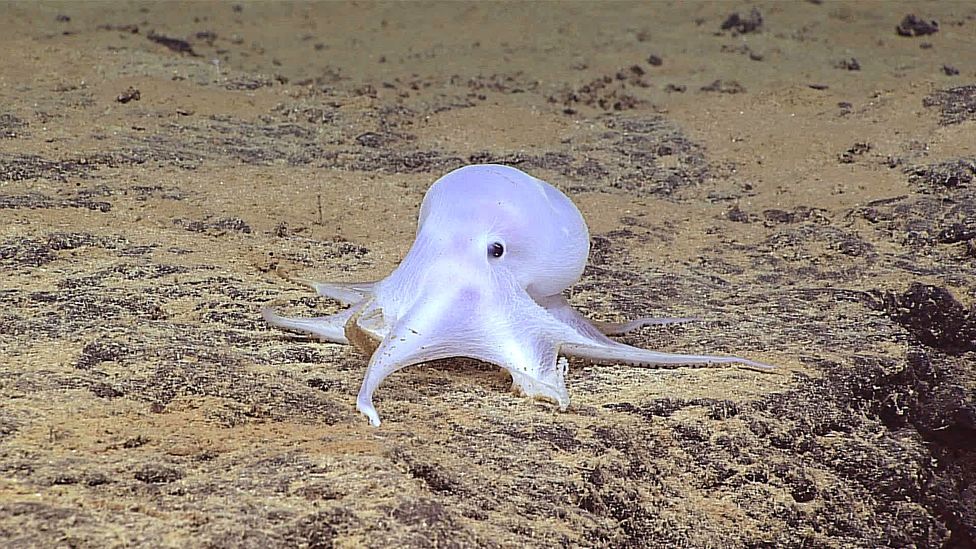 Casper, a ghost-like octopus was recently discovered (Credit: NOAA Office of Ocean Exploration and Research) Casper, a ghost-like octopus was recently discovered (Credit: NOAA Office of Ocean Exploration and Research)