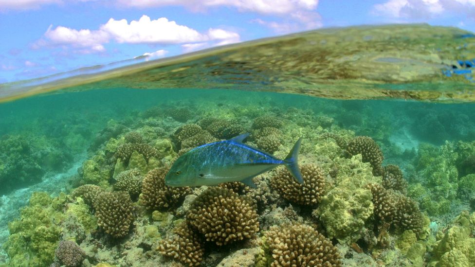 Papahānaumokuākea is a wonderland of diversity, home to rare corals and fish (Credit: NatPar Collection/Alamy) Papahānaumokuākea is a wonderland of diversity, home to rare corals and fish (Credit: NatPar Collection/Alamy)