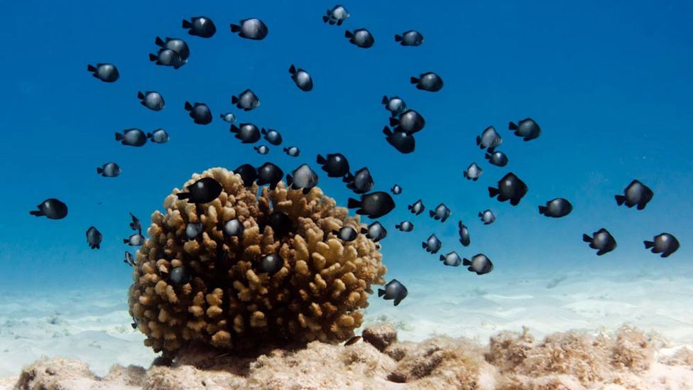 Native Hawaiians count corals among their first ancestors (Credit: NatPar Collection/Alamy) Native Hawaiians count corals among their first ancestors (Credit: NatPar Collection/Alamy)