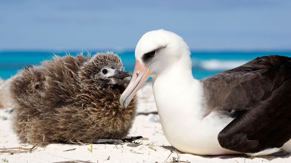 The feathers of albatrosses were prized by ancient Hawaiians (Credit: Rosanne Tackaberry/Alamy) The feathers of albatrosses were prized by ancient Hawaiians (Credit: Rosanne Tackaberry/Alamy)