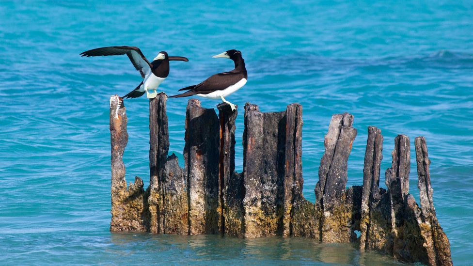 Brown Boobies perch in Papahanaumokuakea Marine National Monument (Credit: Rosanne Tackaberry/Alamy) Brown Boobies perch in Papahanaumokuakea Marine National Monument (Credit: Rosanne Tackaberry/Alamy)