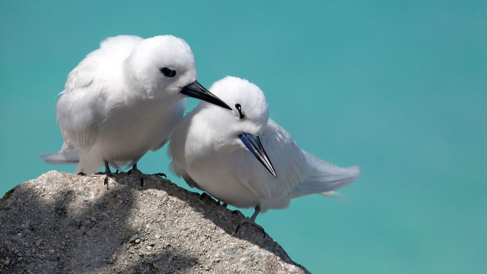A pair of white terns court in Papahānaumokuākea National Marine Monument (Credit: Rosanne Tackaberry/Alamy) A pair of white terns court in Papahānaumokuākea National Marine Monument (Credit: Rosanne Tackaberry/Alamy)