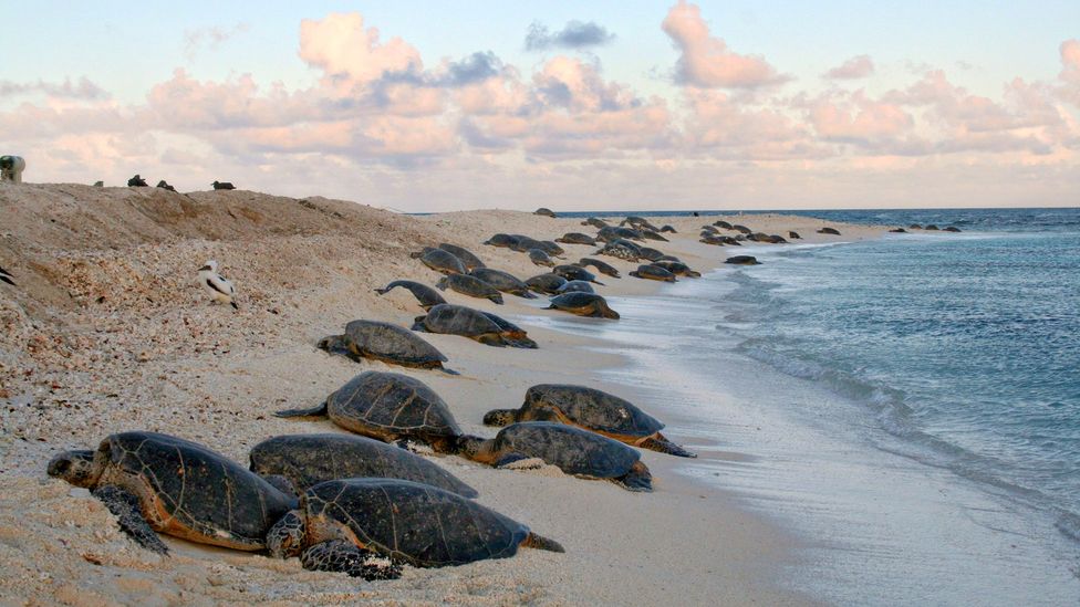Green sea turtles come to the shores of Midway Atoll (Credit: USFWS Photo/Alamy) Green sea turtles come to the shores of Midway Atoll (Credit: USFWS Photo/Alamy)