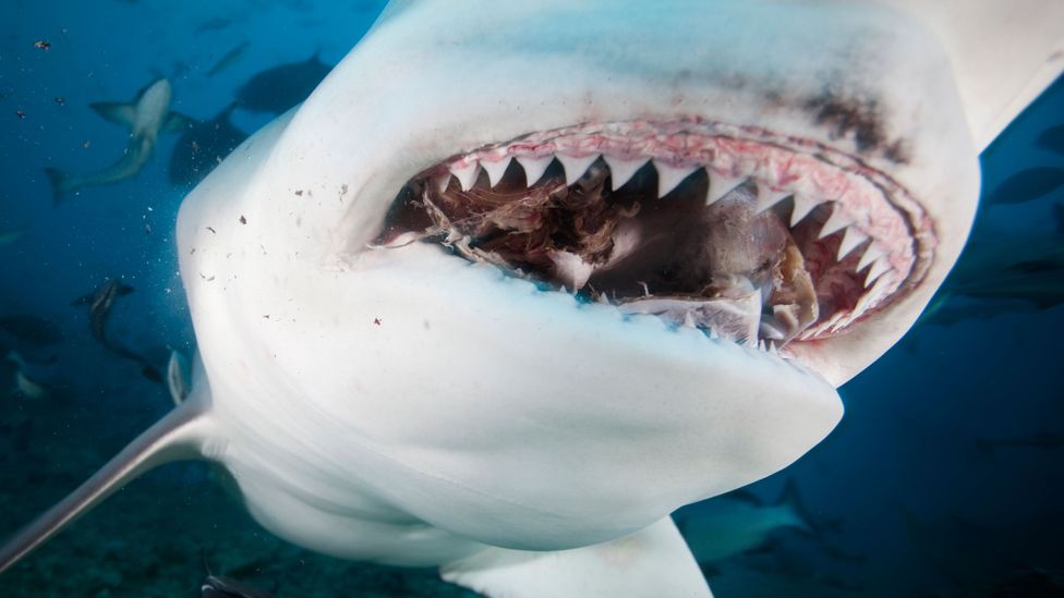 Зубы акулы фото