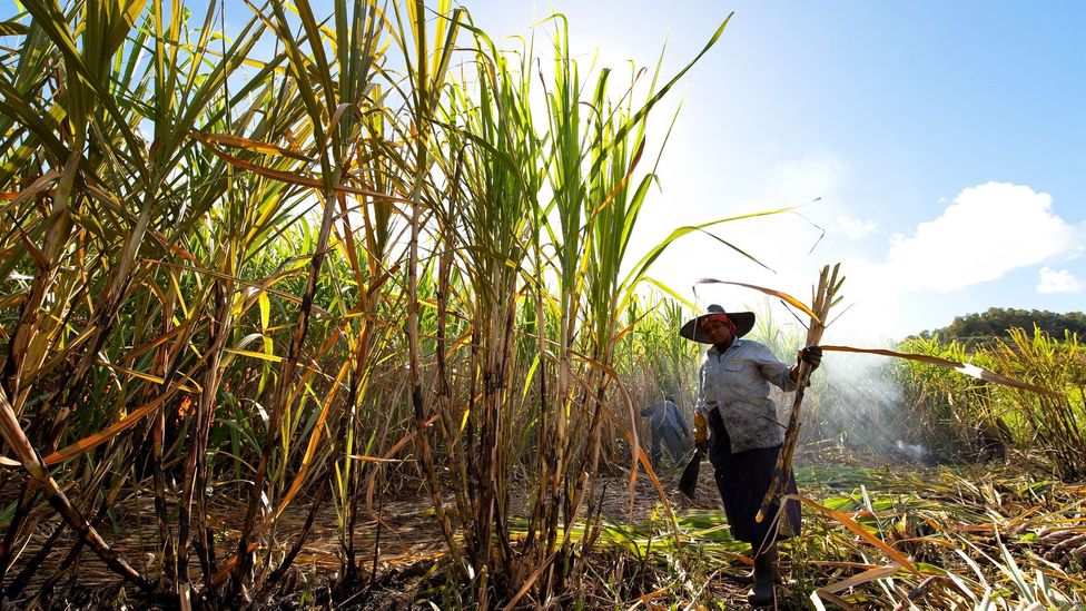 Global vegetarianism might impact farmers in the developing world hardest (Credit: iStock)