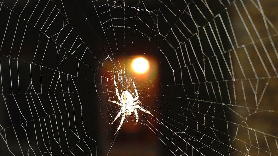 It makes evolutionary sense for us to be primed to notice threats - such as potentially poisonous spiders - within our environment (Credit: iStock) It makes evolutionary sense for us to be primed to notice threats - such as potentially poisonous spiders - within our environment (Credit: iStock)