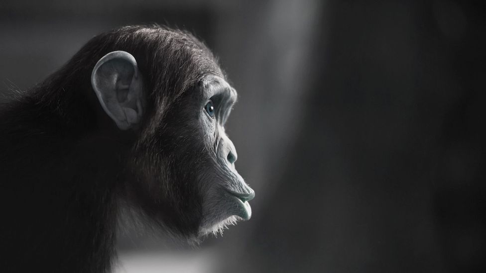 Lancaster's team have already mixed the human brain cells with those created form chimp placenta (Credit: iStock) Lancaster's team have already mixed the human brain cells with those created form chimp placenta (Credit: iStock)