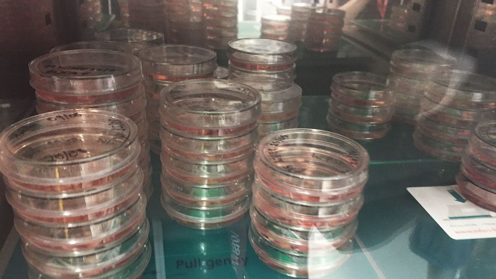 Lancaster's goal is to turn human skin into functioning brain cells (Credit: Zaria Gorvett) Lancaster's goal is to turn human skin into functioning brain cells (Credit: Zaria Gorvett)