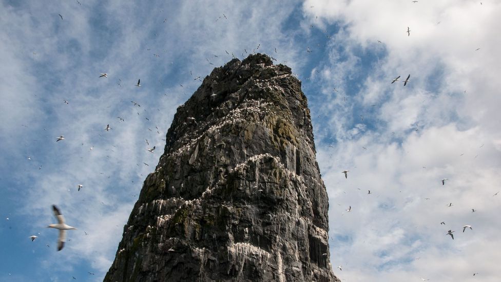 Gannets swirled around Stac an Armin, the tallest sea stack in all of Britain (Credit: Amanda Ruggeri) Gannets swirled around Stac an Armin, the tallest sea stack in all of Britain (Credit: Amanda Ruggeri)