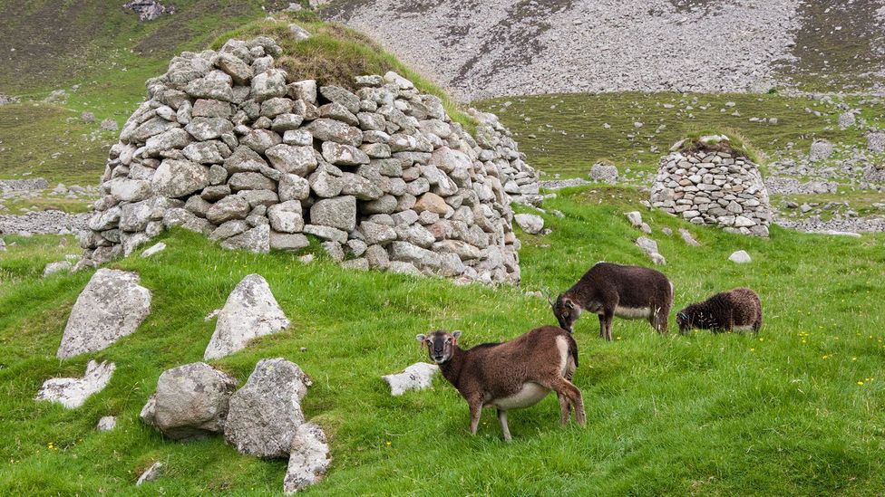 The small, nimble Soay sheep graze around some of Hirta’s abandoned cleits (Credit: Amanda Ruggeri) The small, nimble Soay sheep graze around some of Hirta’s abandoned cleits (Credit: Amanda Ruggeri)
