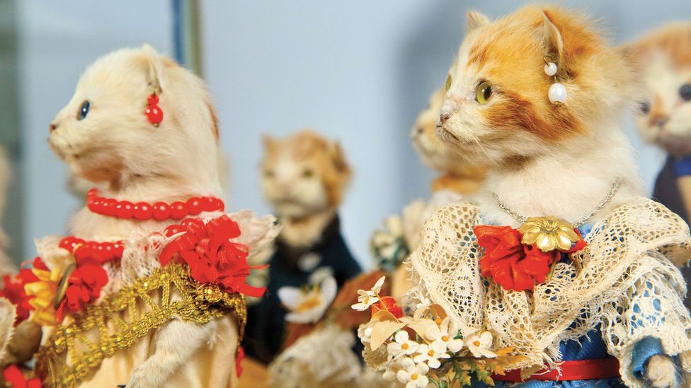 The Kittens’ Wedding and taxidermy’s strange history BBC Culture