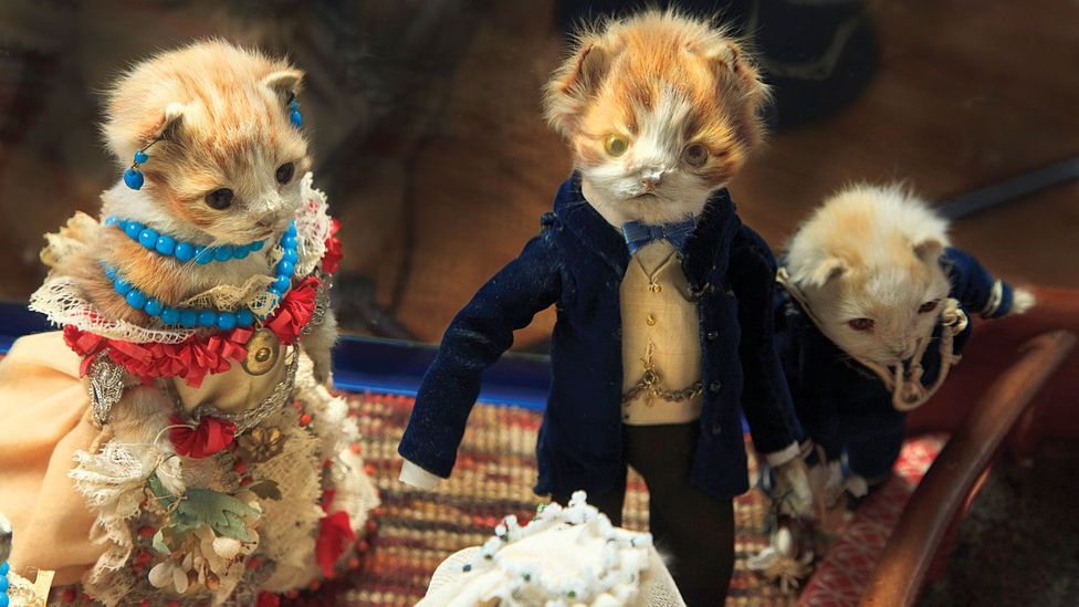 The Kittens’ Wedding And Taxidermy’s Strange History Bbc Culture