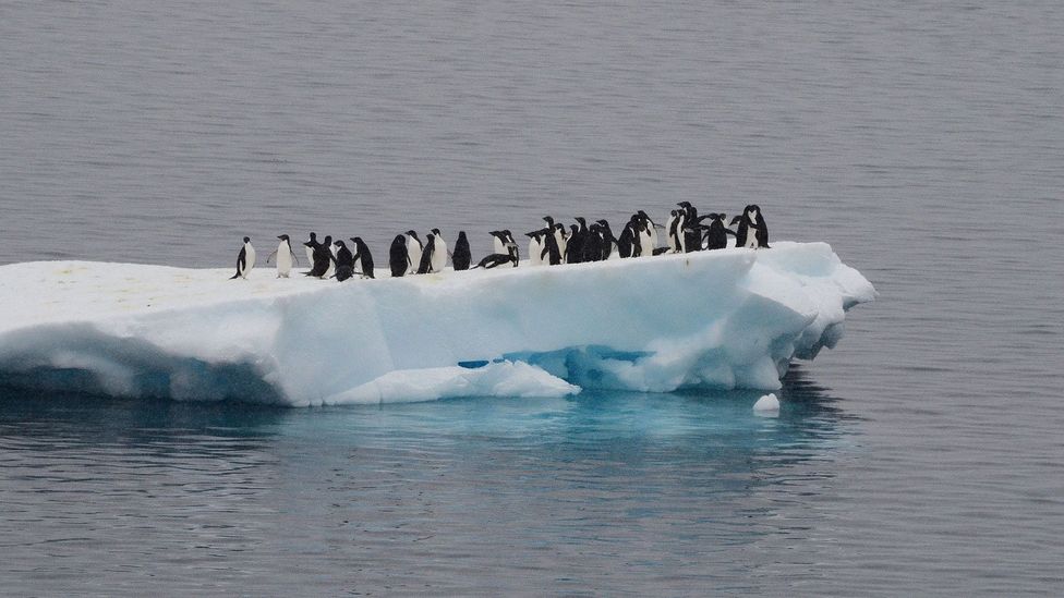 The sailors who sing to penguins - BBC Culture