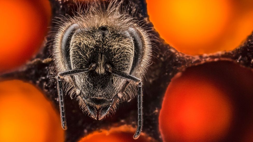 Bees may be stuck in the present, with no concept of future or past (Credit: Getty Images)