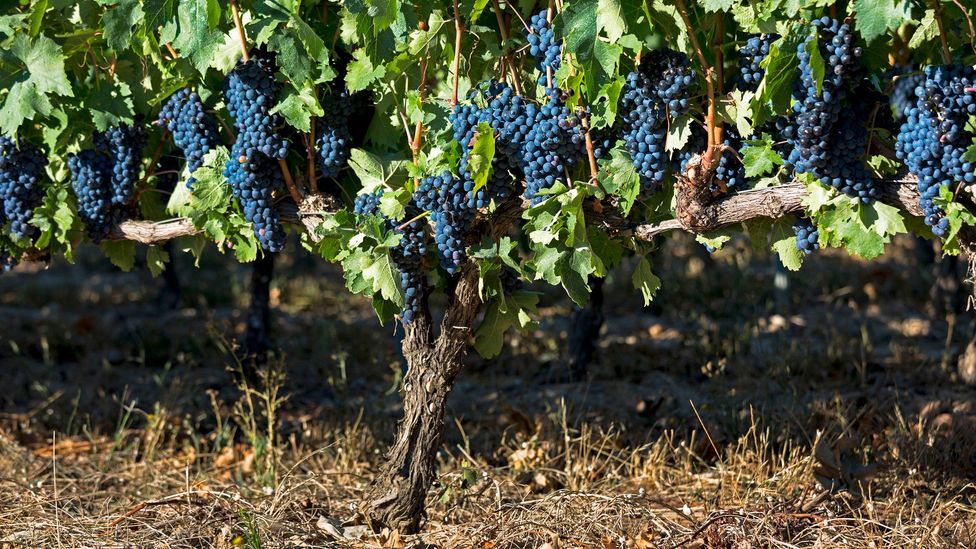 Different varieties of red and white grapes are mixed with organic pigments to create Gik’s blue colour (Credit: Tim Graham/Getty Images)