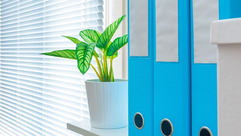 Incorporating nature into your office doesn’t have to be a costly exercise (Credit: Alamy) Incorporating nature into your office doesn’t have to be a costly exercise (Credit: Alamy)