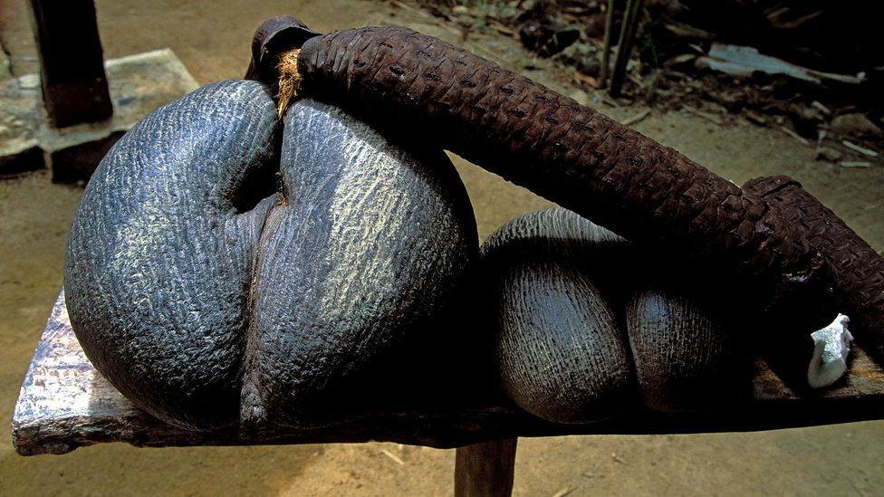 The rare coco de mer, which alludes to the birth of man and woman, only grows in the Seychelles islands (Credit: Michele Falzone/Alamy)