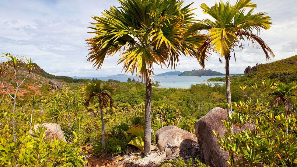 With its incredible nature and rarities, it's easy to see how this could be the Garden of Eden (Credit: imageBROKER/Alamy)