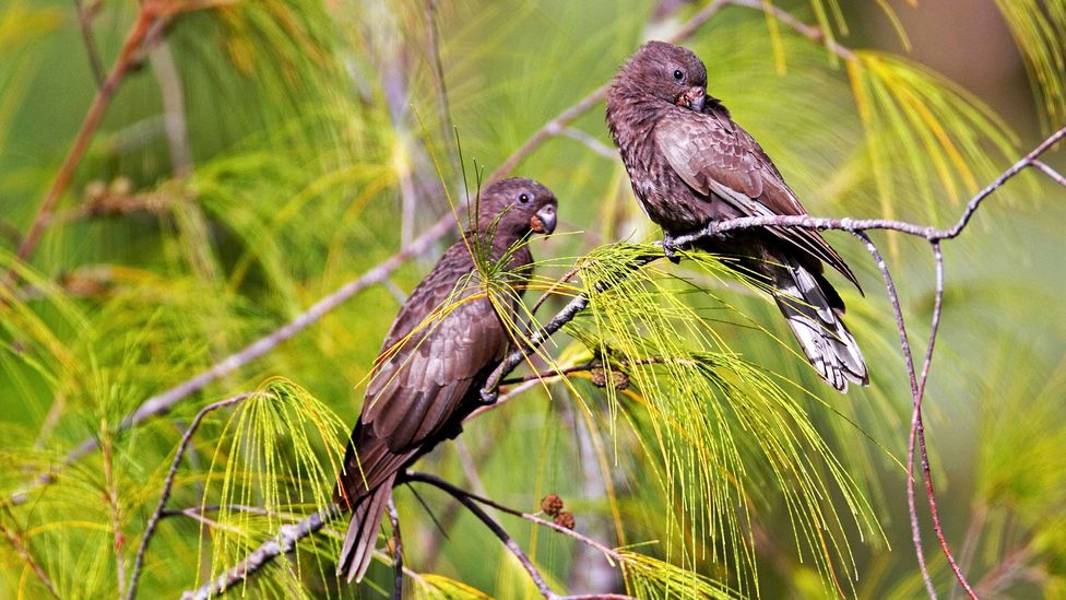 The highly endangered black parrot builds its nest in the coco de mer tree (Credit: blickwinkel/Alamy)