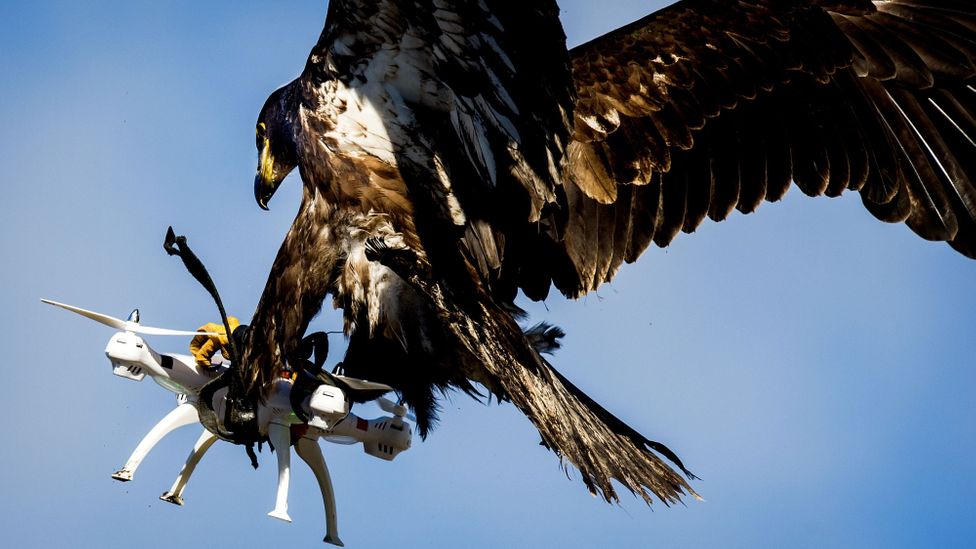 Drones are difficult to shoot down so other options such as using nets, rubber balls or trained eagles are being explored (Credit: Getty Images) Drones are difficult to shoot down so other options such as using nets, rubber balls or trained eagles are being explored (Credit: Getty Images)