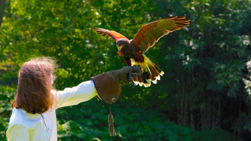 Falconry metaphors provide a basis for many familiar terms, such as "take flight"  (Credit: Daniel Nugent/Flickr)