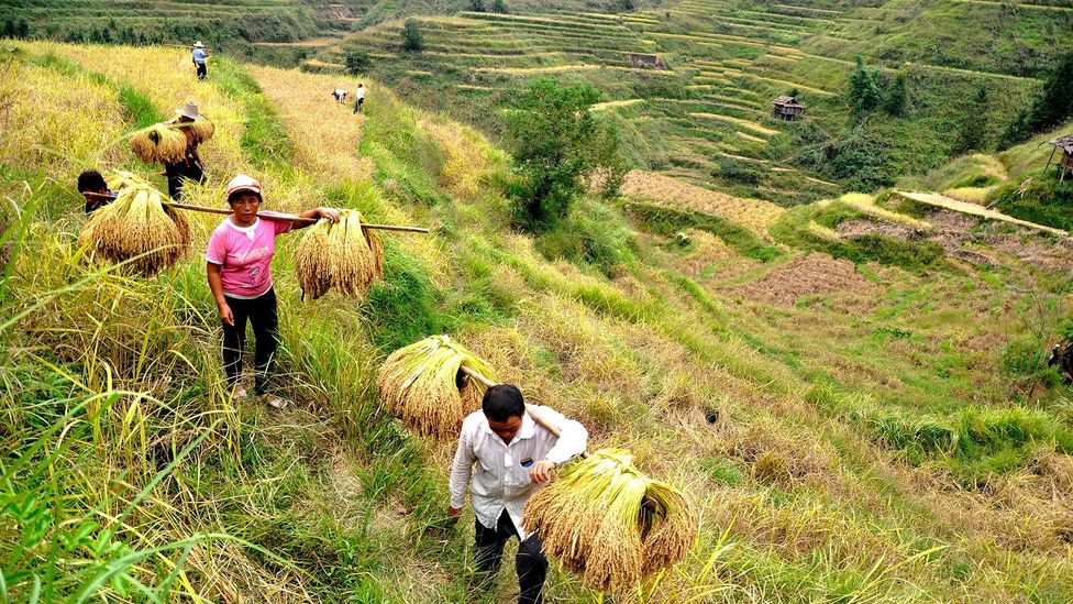 Compared to other kinds of agriculture, rice farming demands greater cooperation within a community, with intricate irrigation systems spanning many plots (Credit: Getty Images)