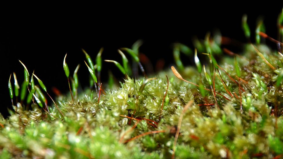 Some of the mosses and lichens in southern Patagonia are found nowhere else on Earth (Credit: Gideon Long) Some of the mosses and lichens in southern Patagonia are found nowhere else on Earth (Credit: Gideon Long)