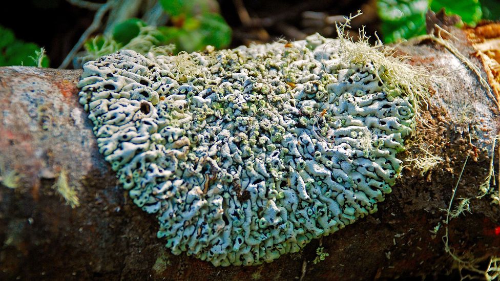 Some of the mosses and lichens in southern Patagonia are found nowhere else on Earth (Credit: Gideon Long) Some of the mosses and lichens in southern Patagonia are found nowhere else on Earth (Credit: Gideon Long)