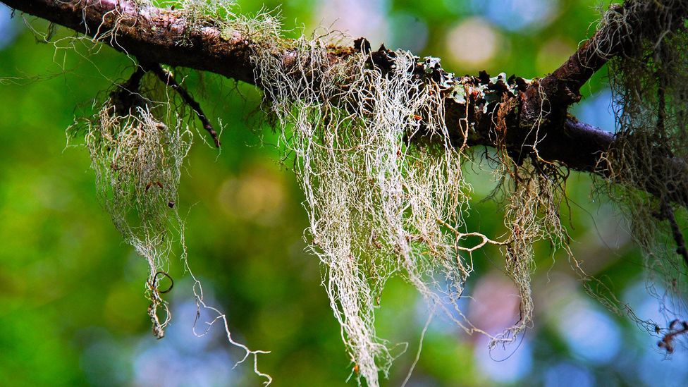 The rare Old Man’s Beard grows extravagantly in the clean environment of Tierra del Fuego (Credit: Gideon Long) The rare Old Man’s Beard grows extravagantly in the clean environment of Tierra del Fuego (Credit: Gideon Long)
