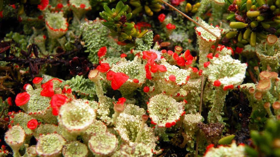 Some of the mosses and lichens in southern Patagonia are found nowhere else on Earth (Credit: Yanet Medina) Some of the mosses and lichens in southern Patagonia are found nowhere else on Earth (Credit: Yanet Medina)
