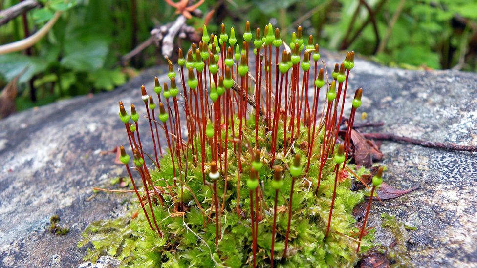 Some of the mosses and lichens in southern Patagonia are found nowhere else on Earth (Credit: Yanet Medina) Some of the mosses and lichens in southern Patagonia are found nowhere else on Earth (Credit: Yanet Medina)
