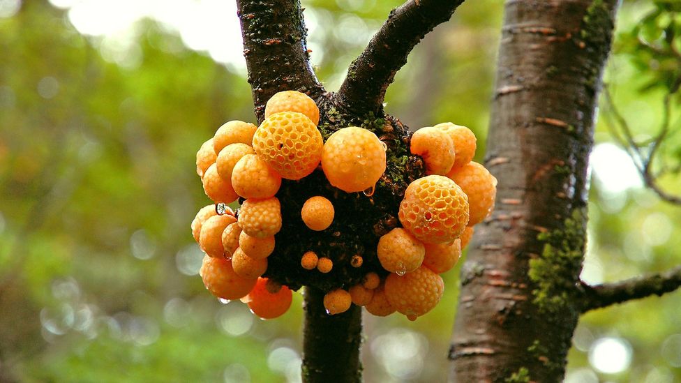 The fungus that caught Charles Darwin’s attention is now named in his honour (Credit: Flickr/ilya_ktsn) The fungus that caught Charles Darwin’s attention is now named in his honour (Credit: Flickr/ilya_ktsn)