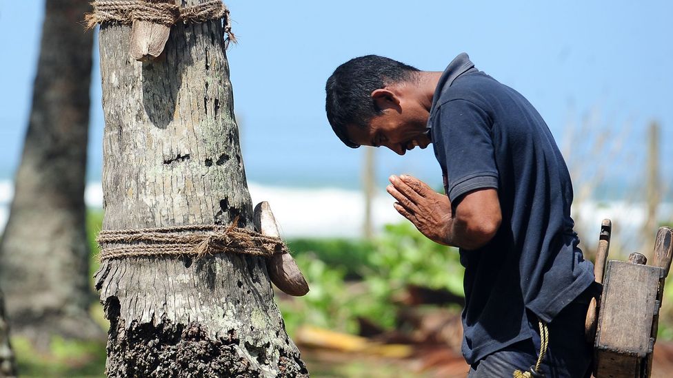 Sri Lankans call the coconut tree the 'Tree of Life' (Credit: Lakruwan Wanniarachchi/Getty
