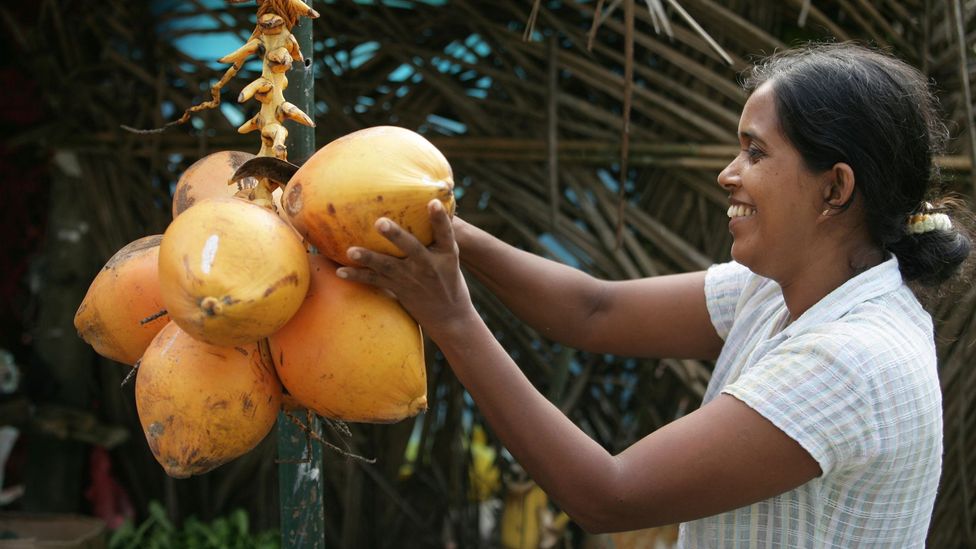 The average family of five in Sri Lanka uses one coconut per day (Credit: imageBROKER/Alamy)