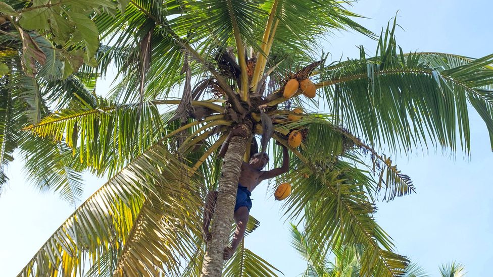 Scaling a coconut tree takes some practice (Credit: Juergen Hasenkopf/Alamy)