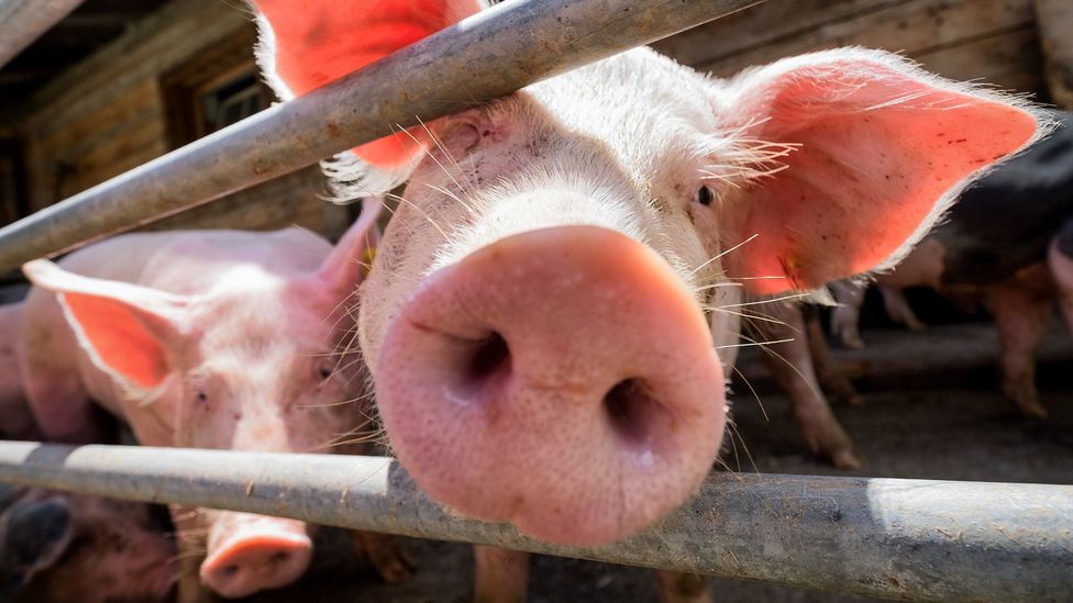 Would we be less likely to eat pigs if we were using them to grow human organs? (Credit: iStock)