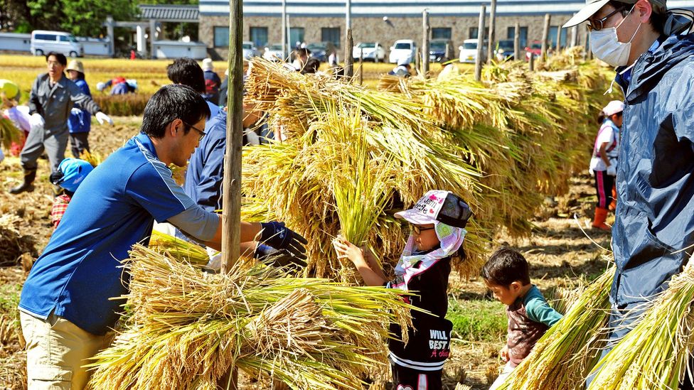 Rice agriculture is a cornerstone of life in Inakadate (Credit: Inakadate Village) Rice agriculture is a cornerstone of life in Inakadate (Credit: Inakadate Village)