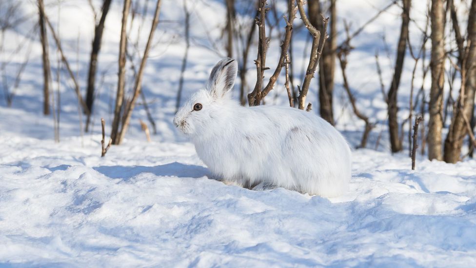 Rabbit meat contains such little fat that it can cause digestive problems (Credit: iStock)